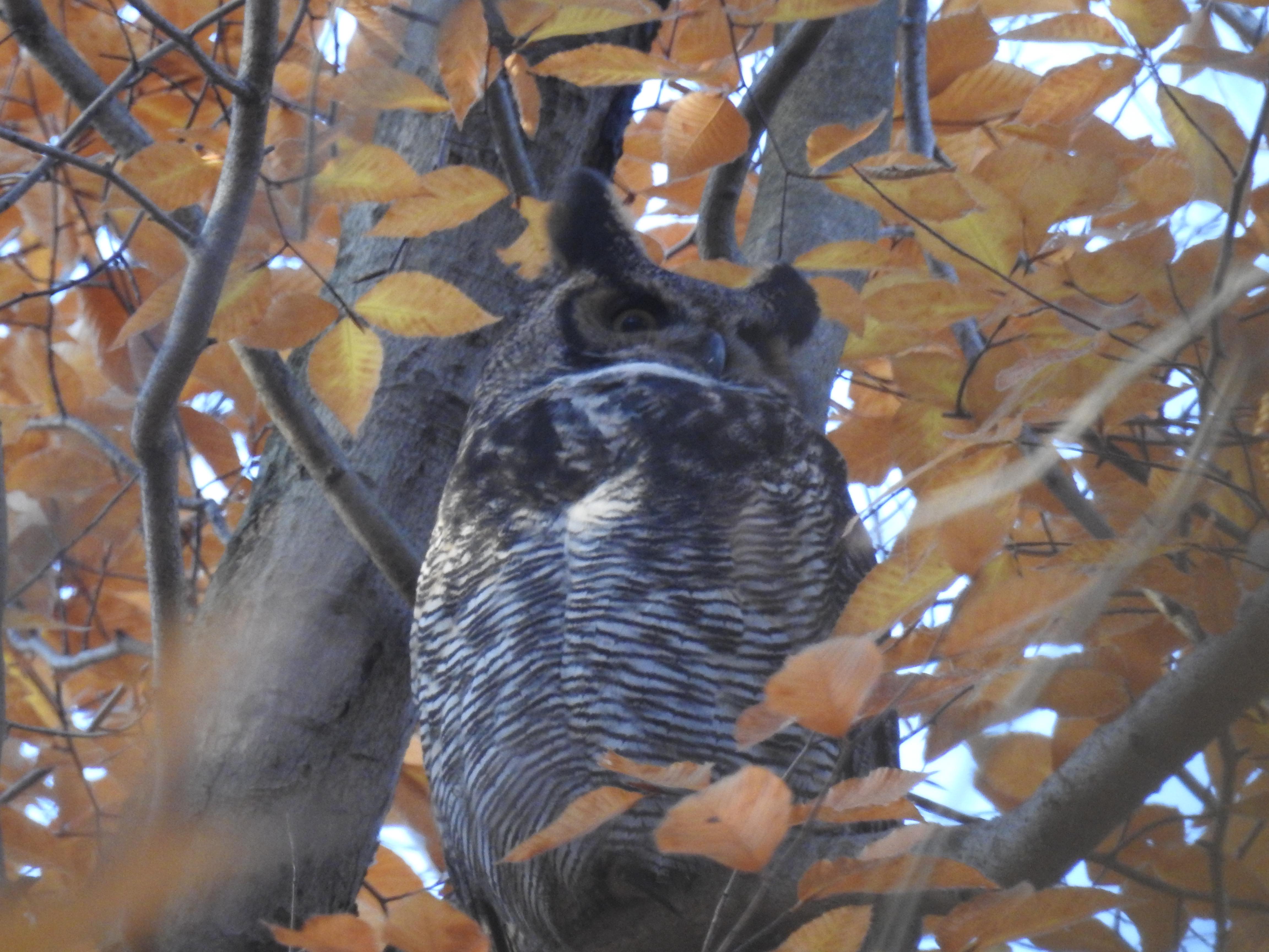 GreatHornedOwl